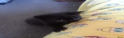 Bombay cats for sale: 2 gorgeous kittens  in Dundee - Advert 6