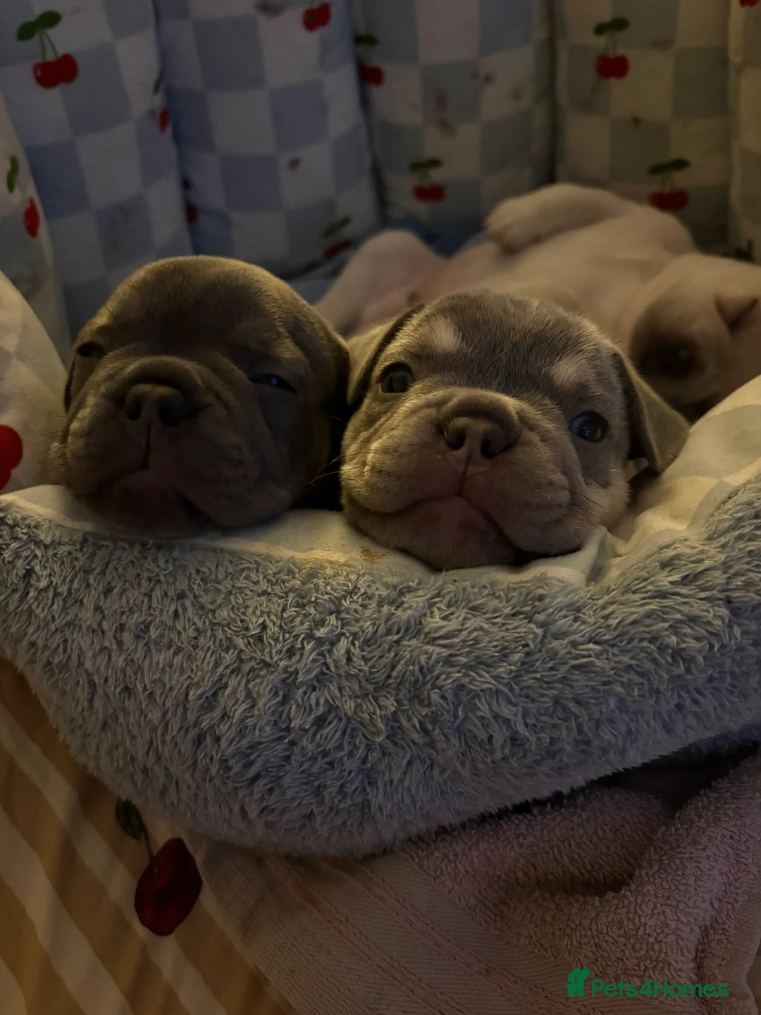 French Bulldog dogs for sale: Kc registered French bulldog puppies - Advert 1