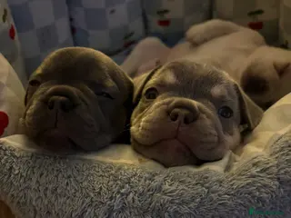 French Bulldog dogs Kc registered French bulldog puppies - Advert 18