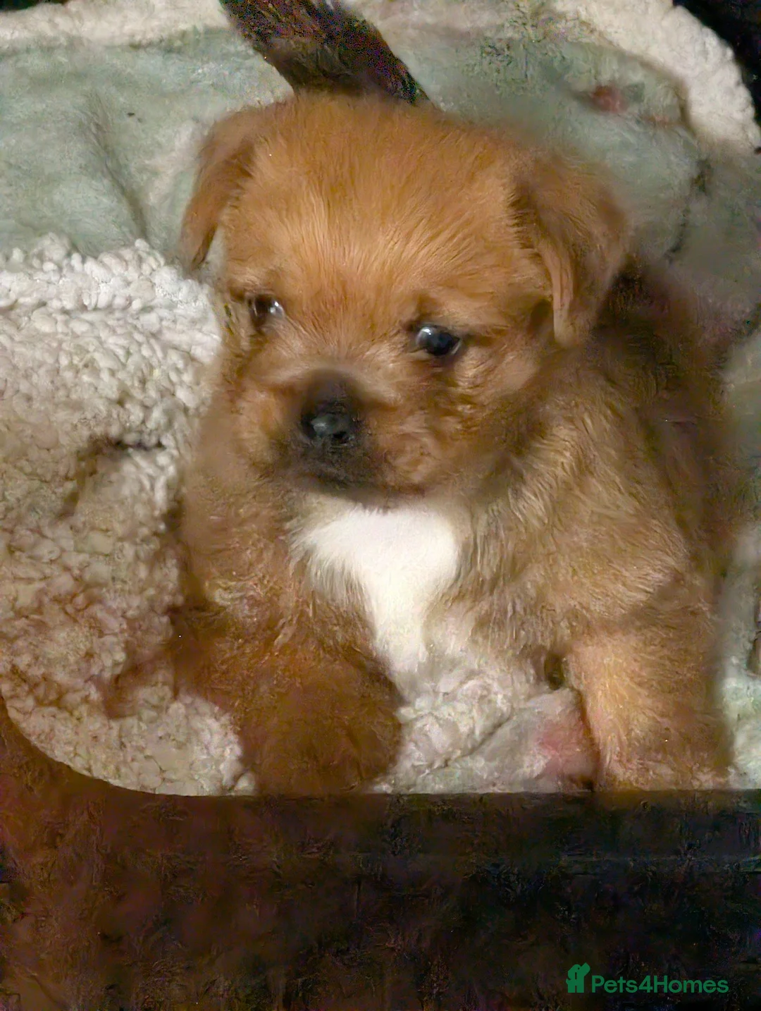 Mixed Breed dogs for sale: Beautiful Chihuahua cross shih Tzu pup in Smethwick - Advert 2