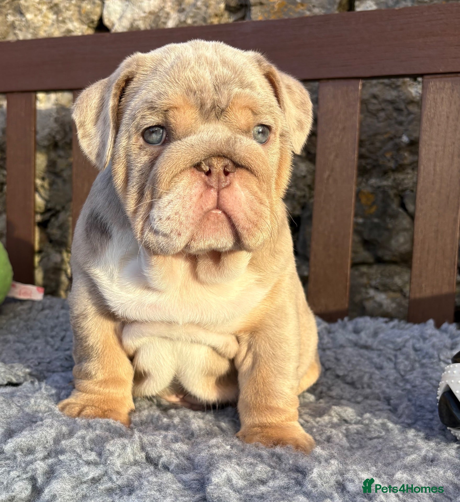 English Bulldog dogs Ready today! English bulldog puppies - Advert 4
