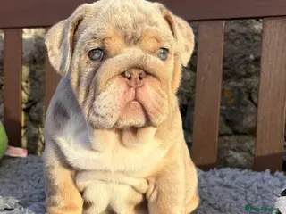 English Bulldog dogs Ready today! English bulldog puppies - Advert 4