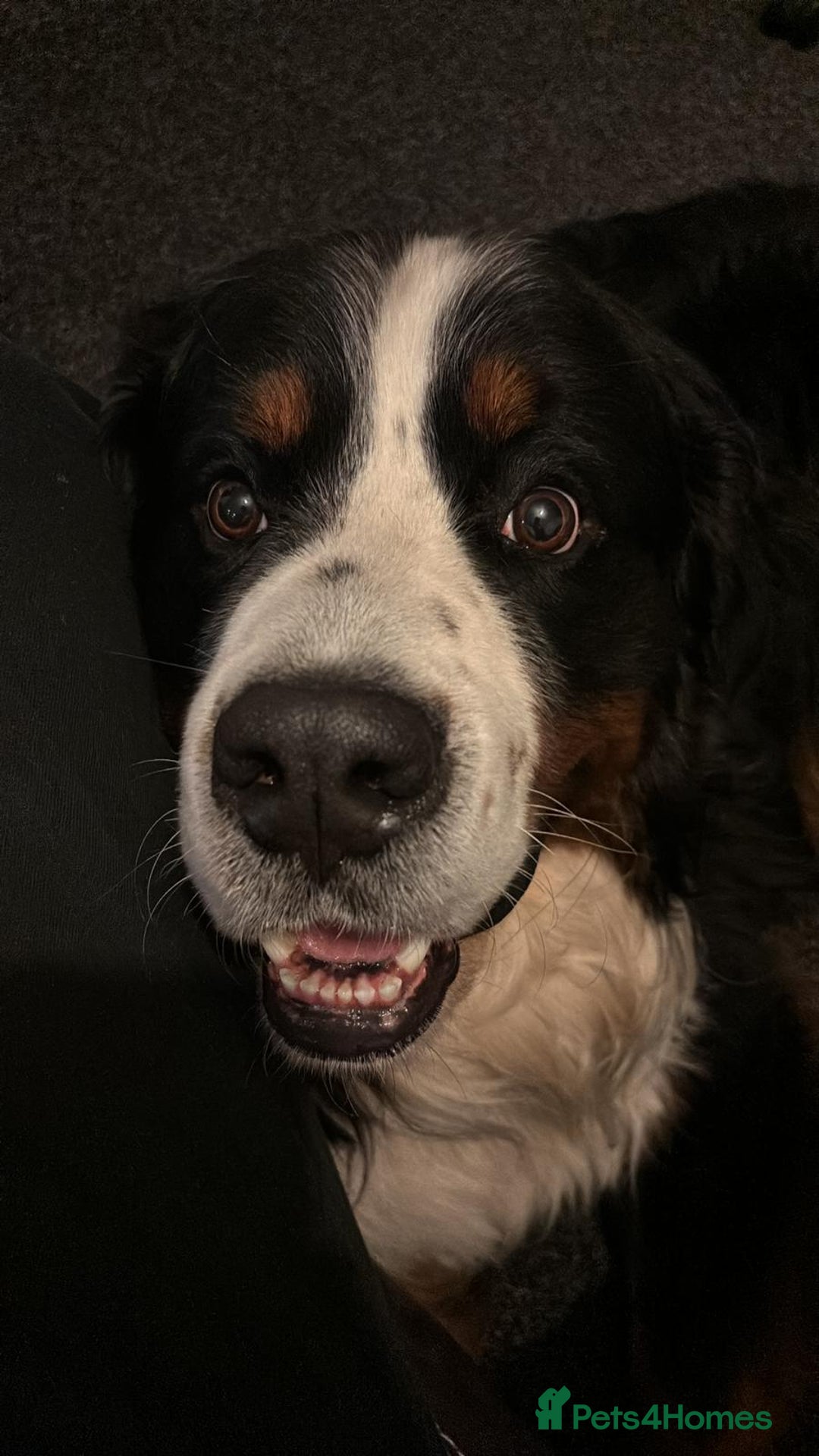 Bernese Mountain Dog dogs for stud: Exceptional Bernese Mountain Dog For Stud - Advert 3