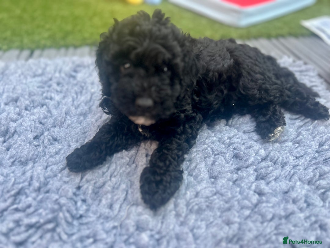 Maltipoo dogs for sale: Stunning F1b Toy Maltipoo puppies  in Bristol - Image 16