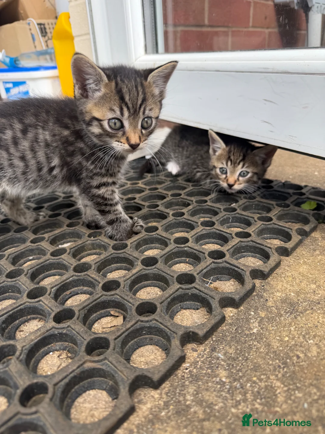 Mixed Breed cats for sale: Domestic Tabby babies  in Daventry - Advert 26