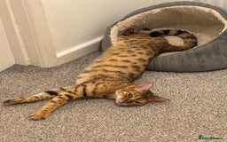 Bengal cats for sale: Callie - Image 4