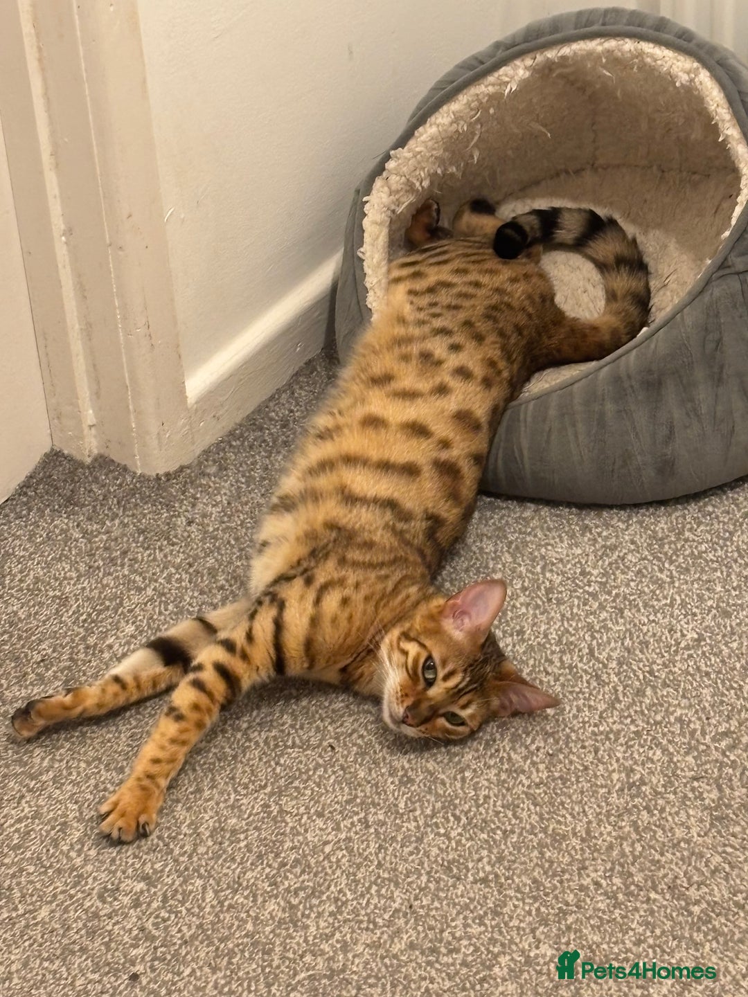 Bengal cats for sale: Callie - Image 4
