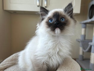 Ragdoll cats Ragdoll kittens one boy left seal mitted. - Advert 11