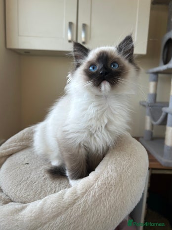 Ragdoll cats Ragdoll kittens one boy left seal mitted. - Advert 2