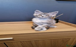 Maine Coon cats for sale: * READY NOW * Beautiful GCCF Mainecoon kittens  - Image 28