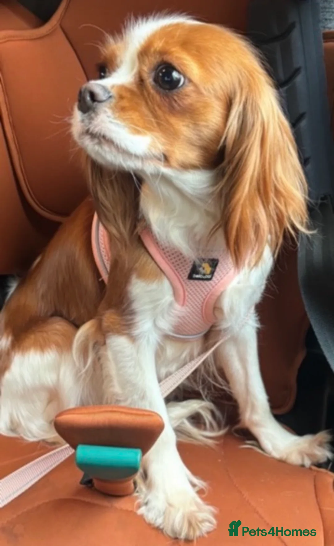 Cavalier King Charles Spaniel dogs for sale: KC reg Health tested CKCS Blenheim female - Advert 2