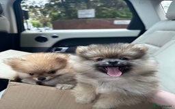 Pomeranian dogs for sale: 2 Pomeranian boys for sale in London  - Image 2
