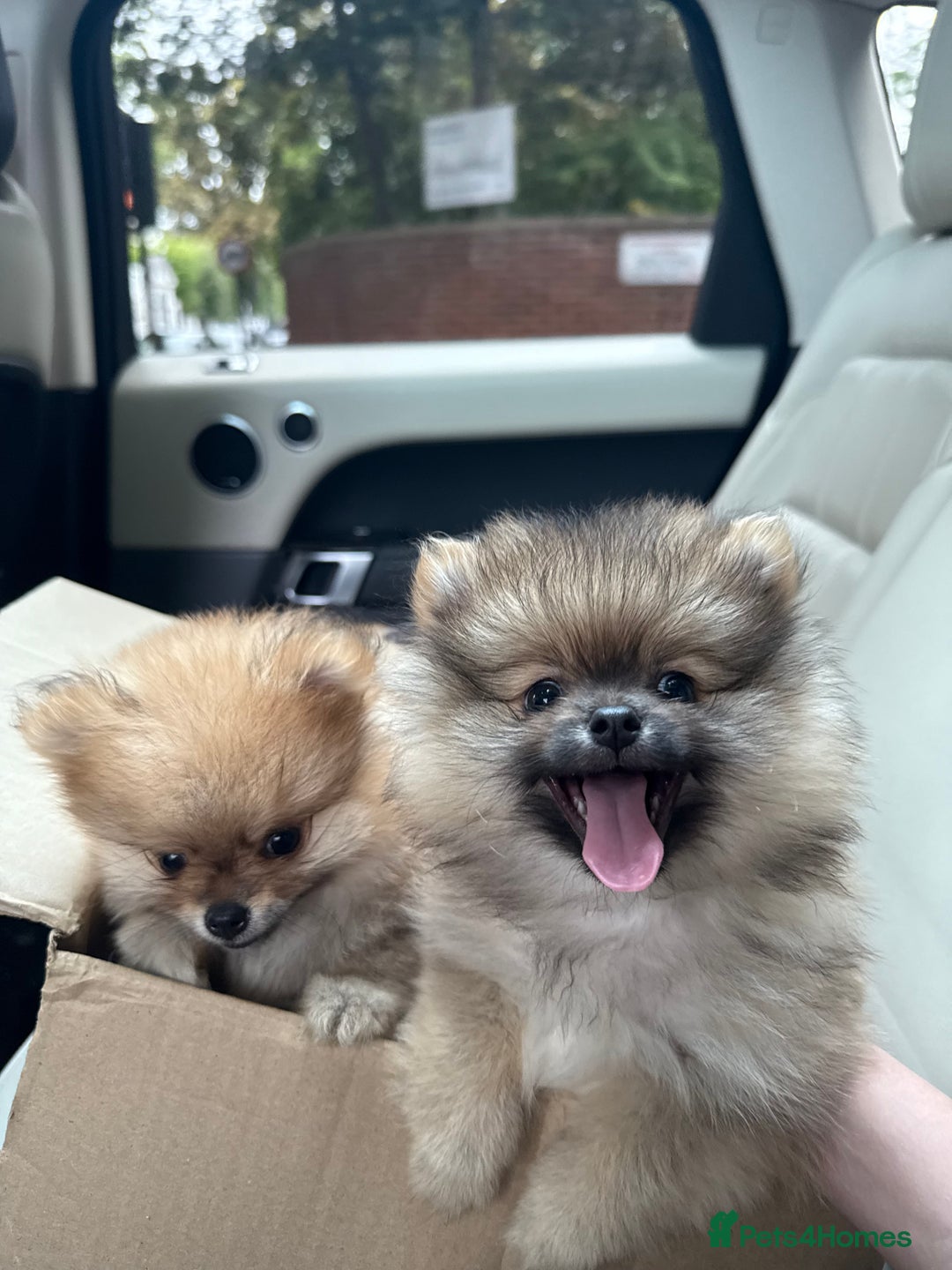 Pomeranian dogs for sale: 2 Pomeranian boys for sale in London  - Image 2