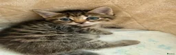 Mixed Breed cats for sale: Half ragdoll half silver bengal  - Advert 8