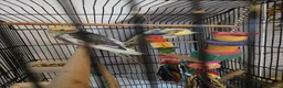 Cockatiels birds for sale: 2 baby cockatiels  - Advert 4