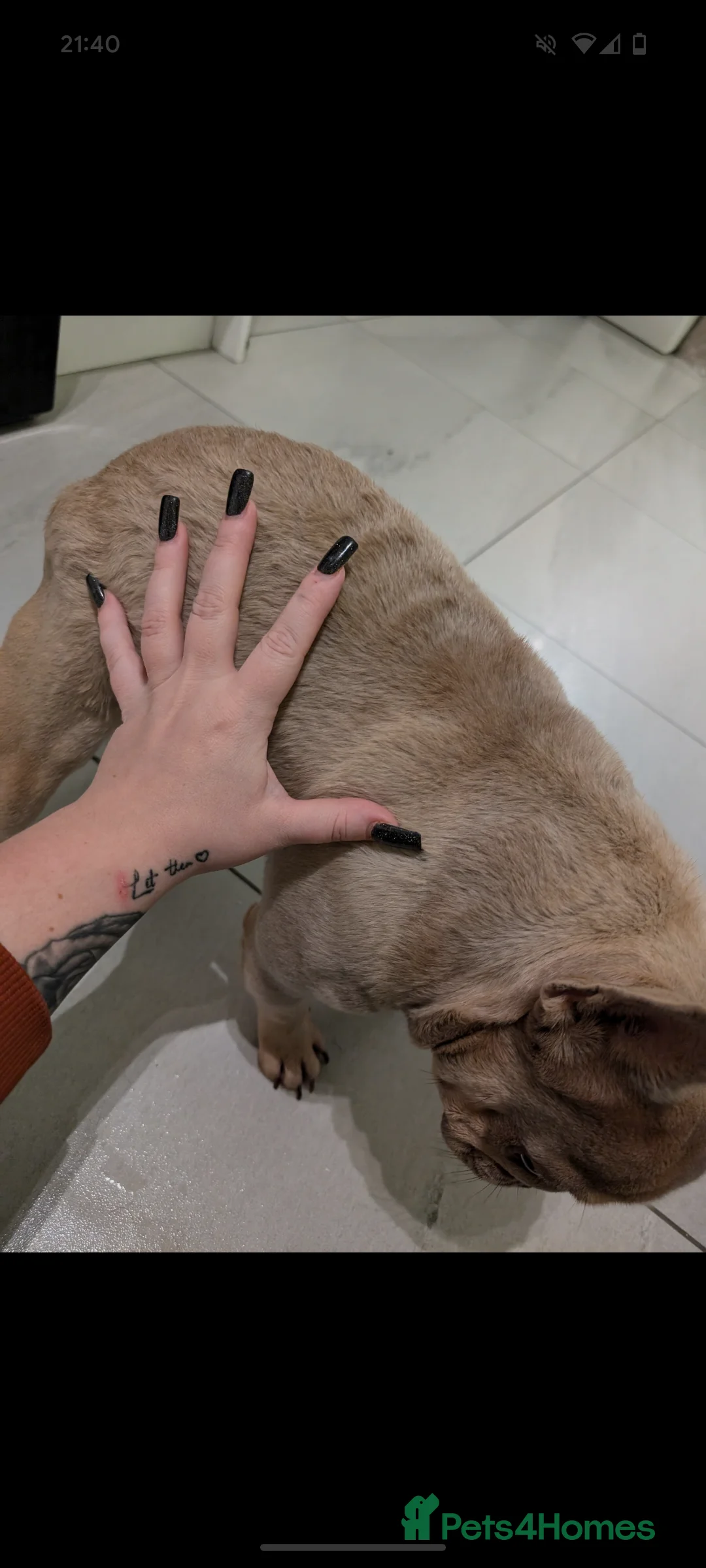 French Bulldog dogs for stud: Tiny 8kg Isabella and tan quad  - Advert 2