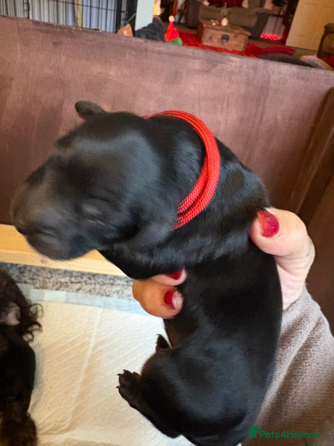 Mixed Breed dogs for sale: Beautiful Cavapoo puppies  - Advert 38