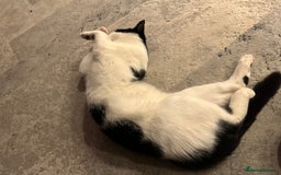 Domestic Shorthair cats for sale: Beautiful Domestic Cats-Mum,Dad&3 Adorable Kittens - Image 11