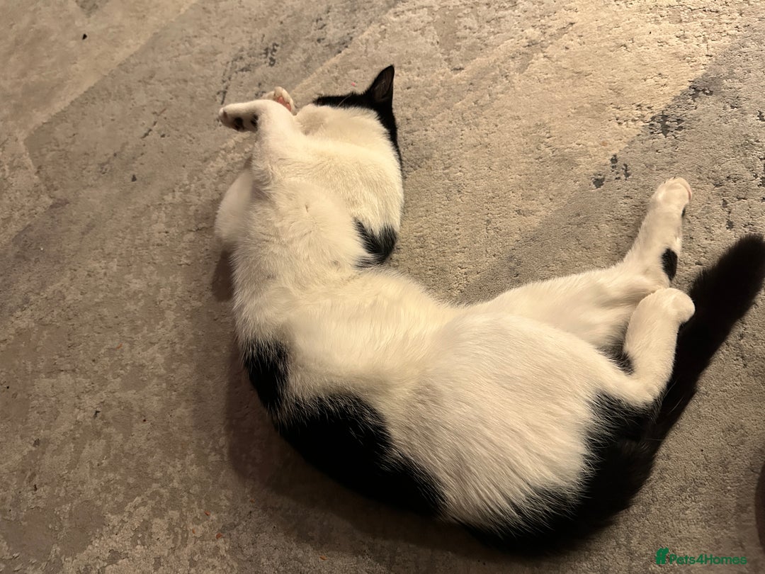 Domestic Shorthair cats for sale: Beautiful Domestic Cats-Mum,Dad&3 Adorable Kittens - Image 11