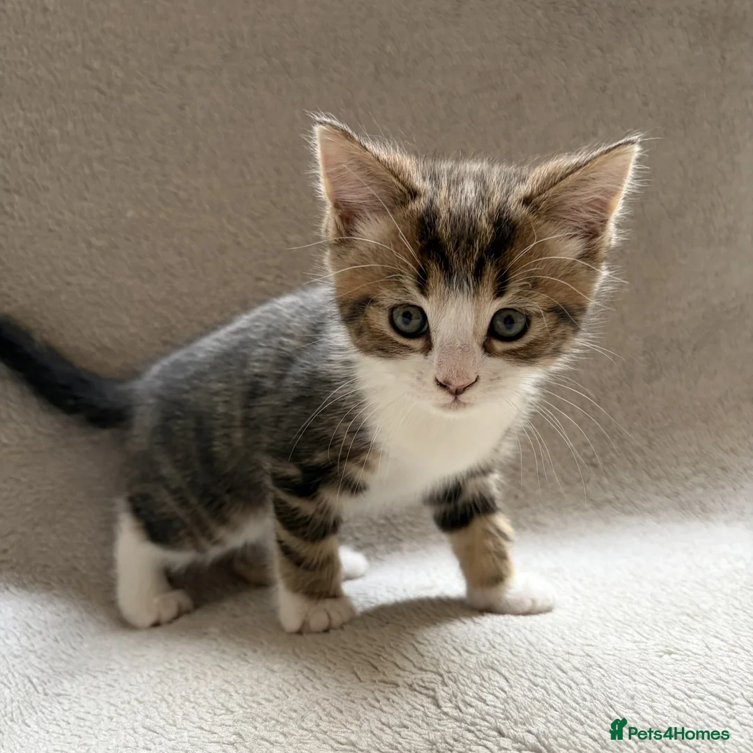 Mixed Breed cats for sale: Adorable Kittens Looking for Their Forever Home - Advert 10