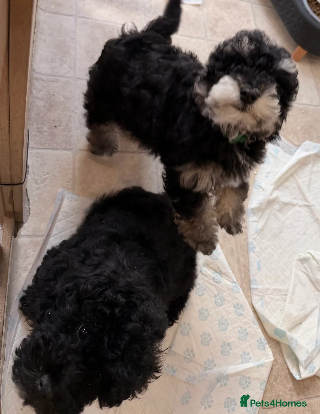 Poochon dogs for sale: Gorgeous Poochon puppies 2  boys left  - Advert 2