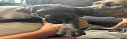 Cane Corso dogs for sale: Cane corso - Advert 3