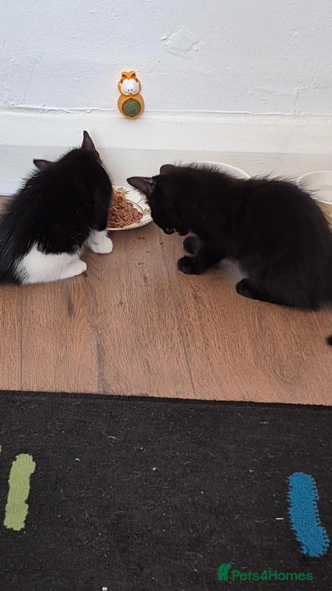 Mixed Breed cats for sale: Kittens  in Elland - Advert 4
