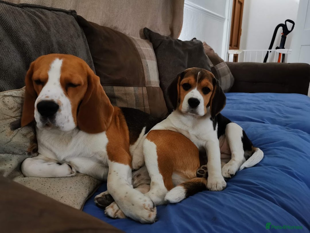 Beagle dogs for stud: Winner at Crufts 2025! in Tonbridge - Image 22
