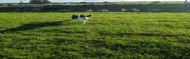 Border Collie 1