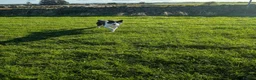 Border Collie dogs for sale: Bryn black and white collie - Advert 5