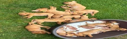 Labrador Retriever dogs for sale: F1 Labrador x Vizsla - Advert 9