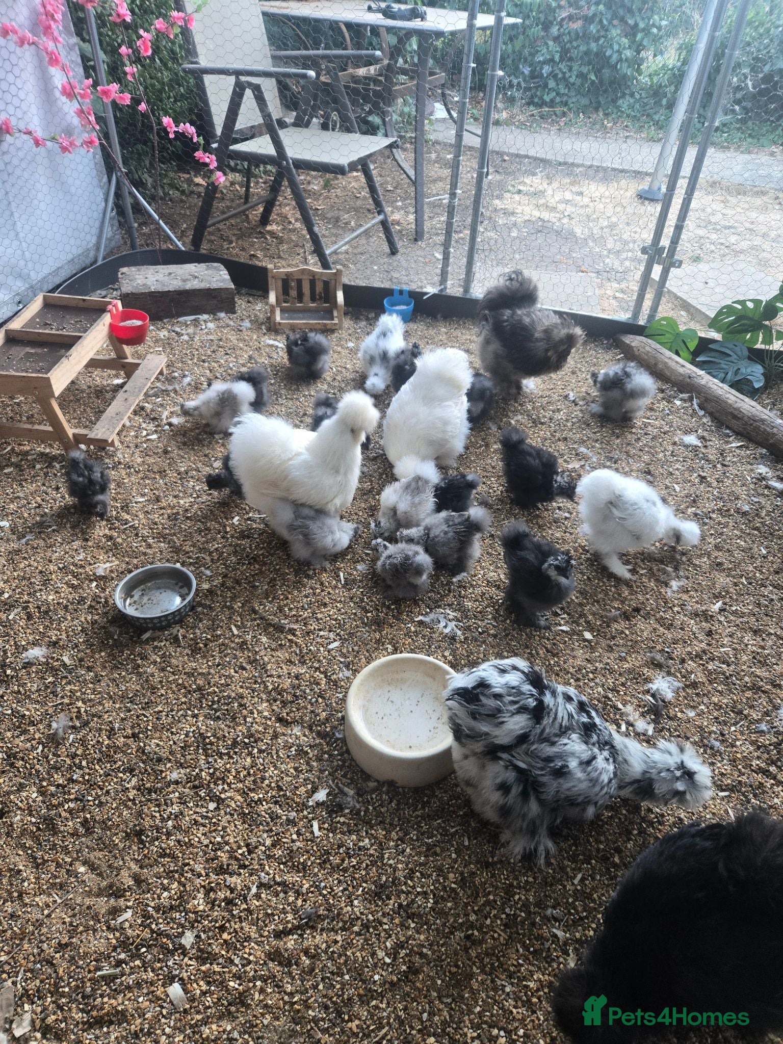 Chickens poultry Mixed Unsexed USA Silkie Chicks  - Advert 1