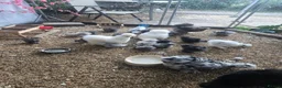Chickens poultry for sale: Mixed Unsexed USA Silkie Chicks  in Salisbury - Advert 1
