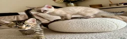 Bengal cats for sale: 🐯💕💙 beautiful rosette bengal kittens 💕💙🐯 - Advert 22