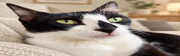 Mixed Breed cats for adoption: Gorgeous Rescue Girl Minnie  - Advert 6