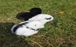 Mini Lop rabbits for sale: Baby mini lop rabbits - Image 15