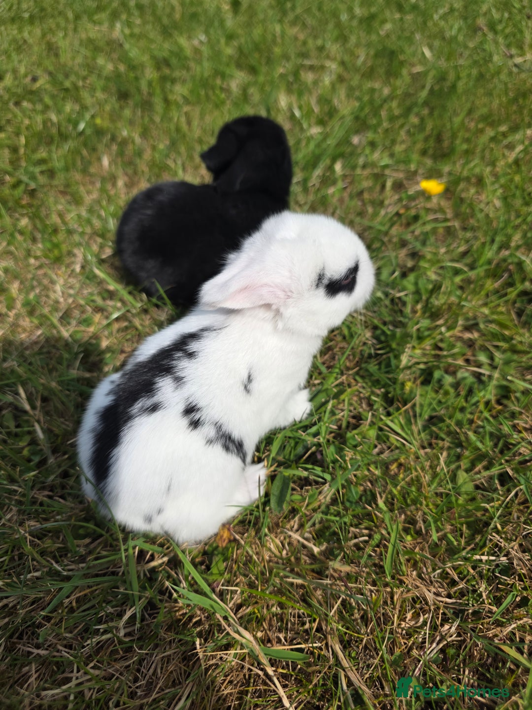 Mini Lop rabbits for sale: Baby mini lop rabbits - Image 15