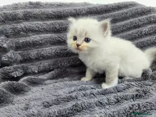 Ragdoll cats Stunning European bloodline kittens - Advert 11