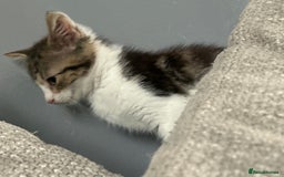 Domestic Shorthair cats for sale: 4 kittens ready to leave now - Image 5