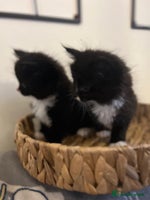 Mixed Breed cats Fluffy black and white kittens - Advert 3