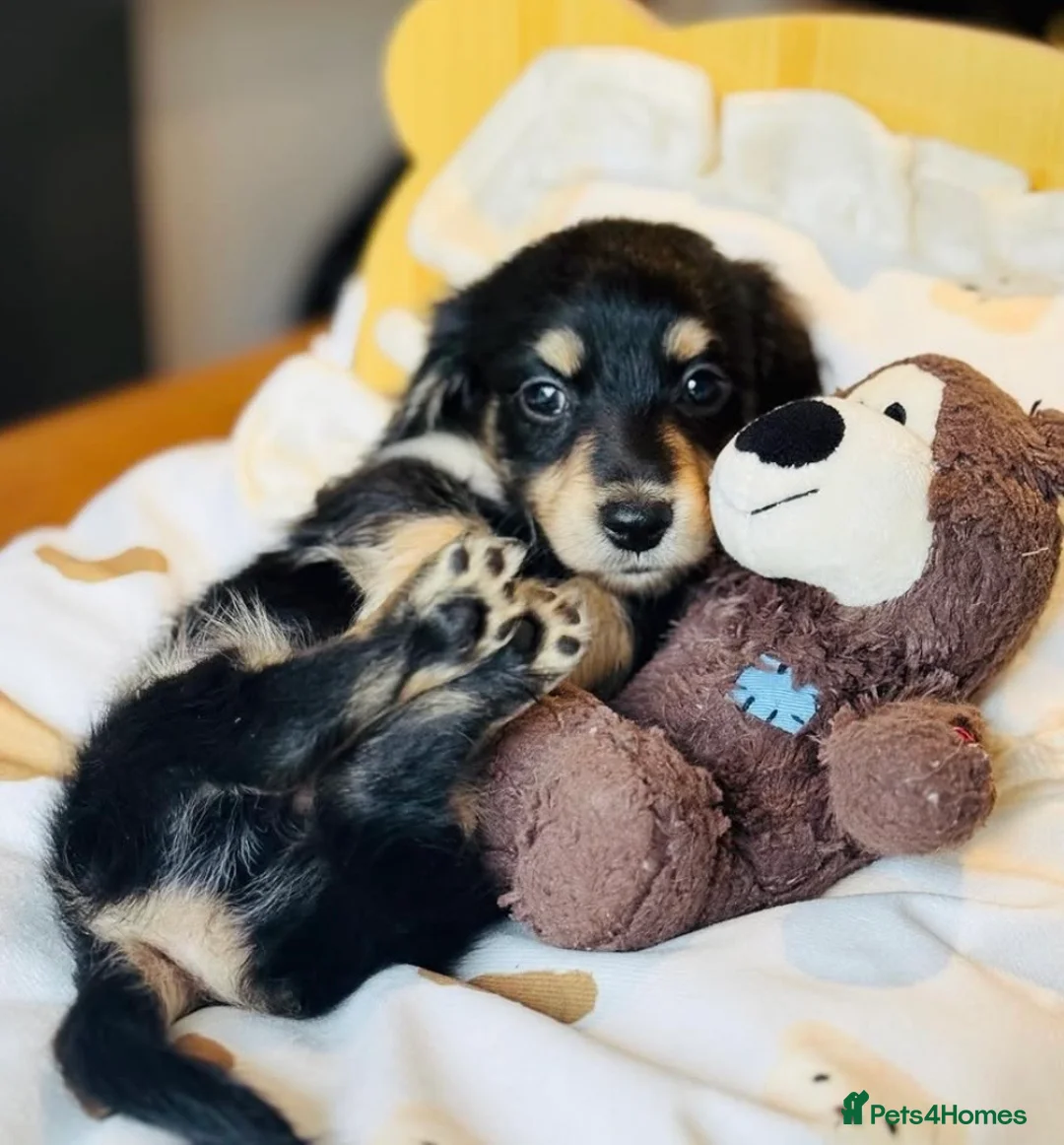 Miniature Dachshund dogs for stud: KC Registered - Health Tested - Proven Stud Dog 🏅 - Advert 31