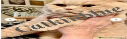 British Shorthair cats for sale: 2  GCCF’ reg BSH torties  - Advert 2