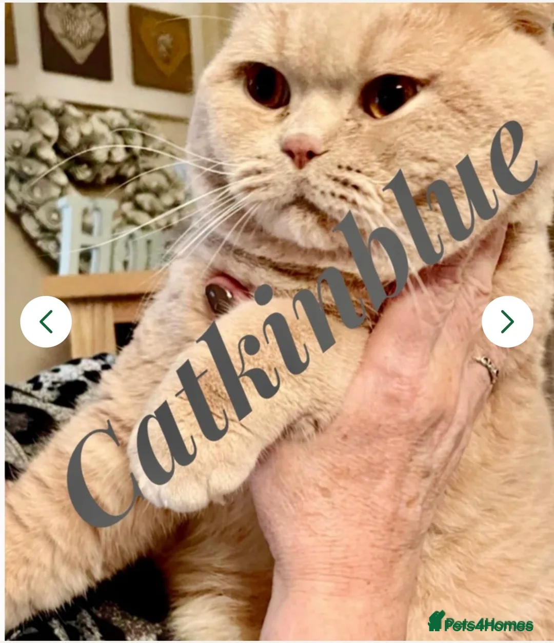 British Shorthair cats for sale: 2  GCCF’ reg BSH torties  - Advert 2