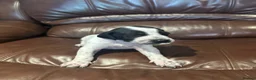 Pointer dogs for sale: Gorgeous English Pointer Puppies - Advert 9