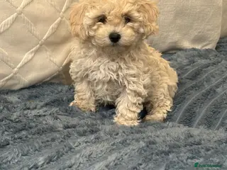 Maltipoo dogs 🐶 Beautiful Maltipoo Boys Available 🐶 - Advert 5