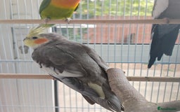 Cockatiels birds for sale: Selling 2 amazing cockatiels  - Image 4