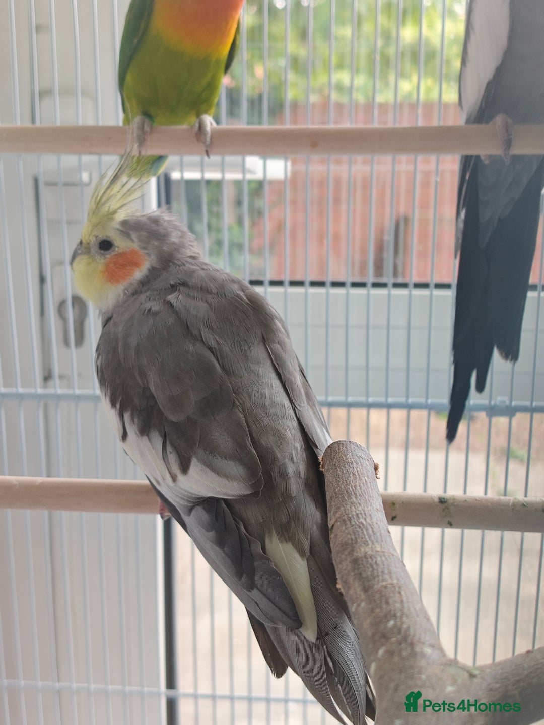 Cockatiels birds for sale: Selling 2 amazing cockatiels  - Image 4