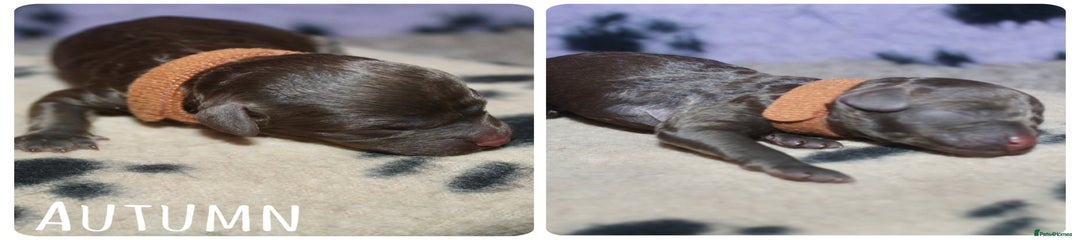 Autumn (brown collar)