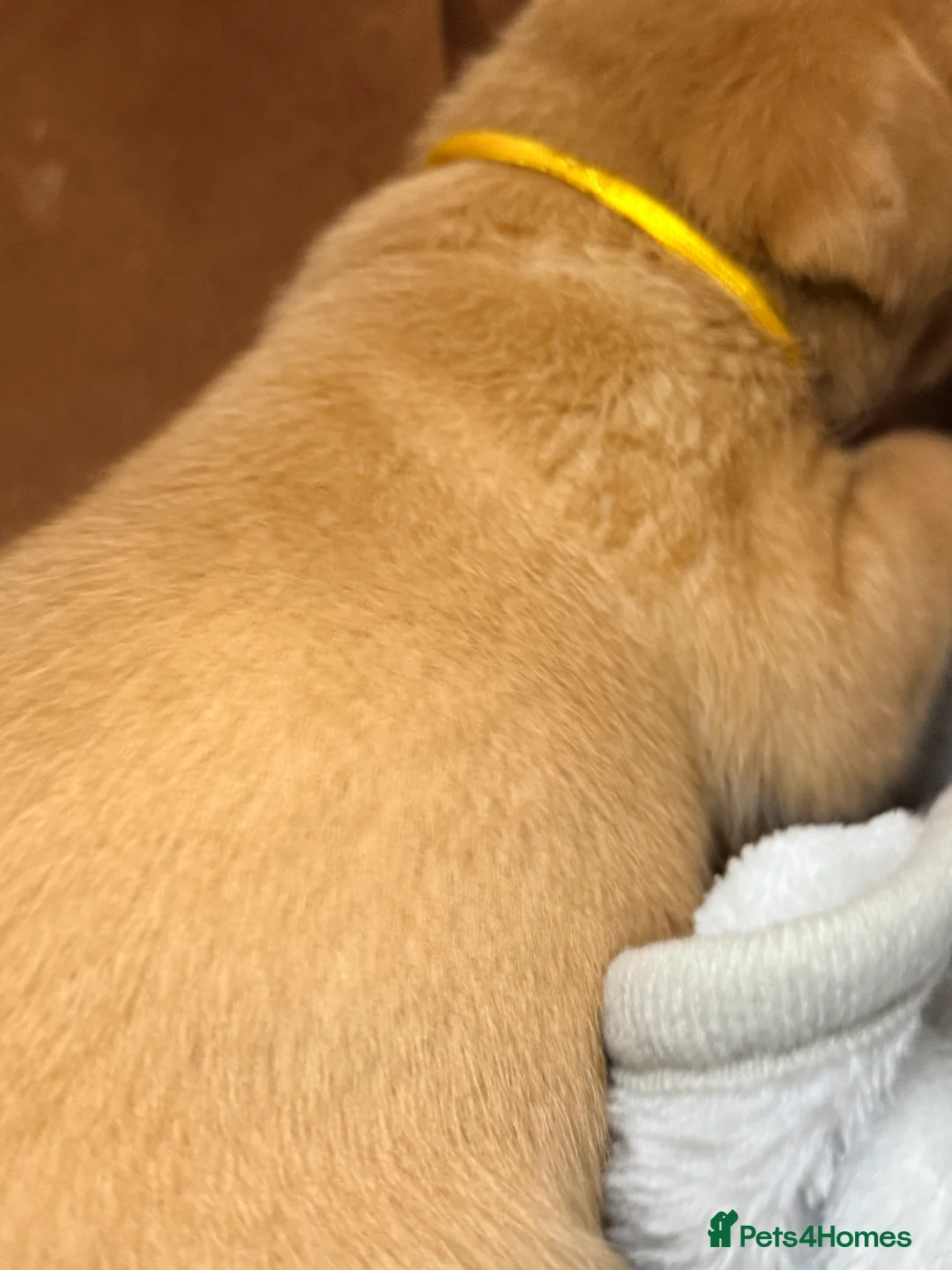 Labrador Retriever dogs for sale: Outstanding litter Labrador retrievers  - Advert 2