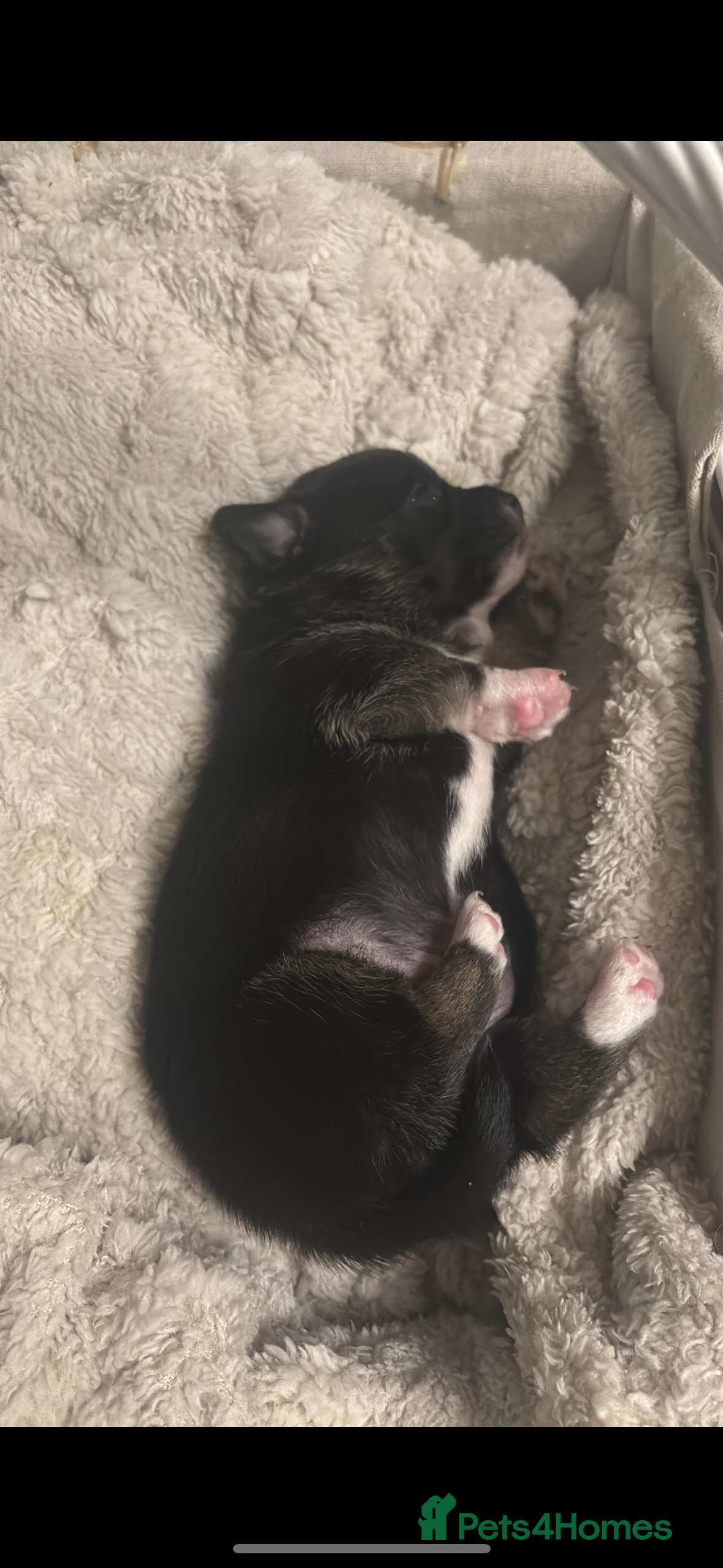 Pomchi dogs Pomchie puppies  in Middlesbrough - Advert 1